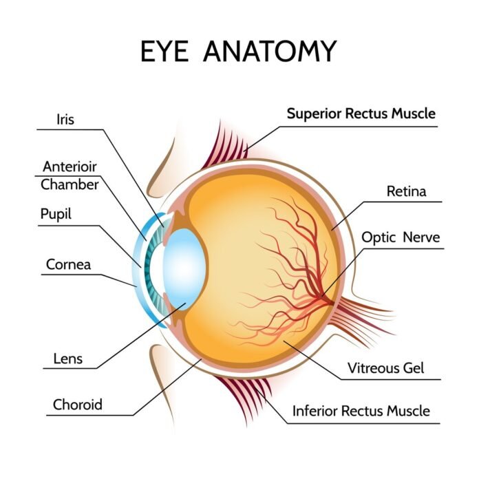 eye_rene845