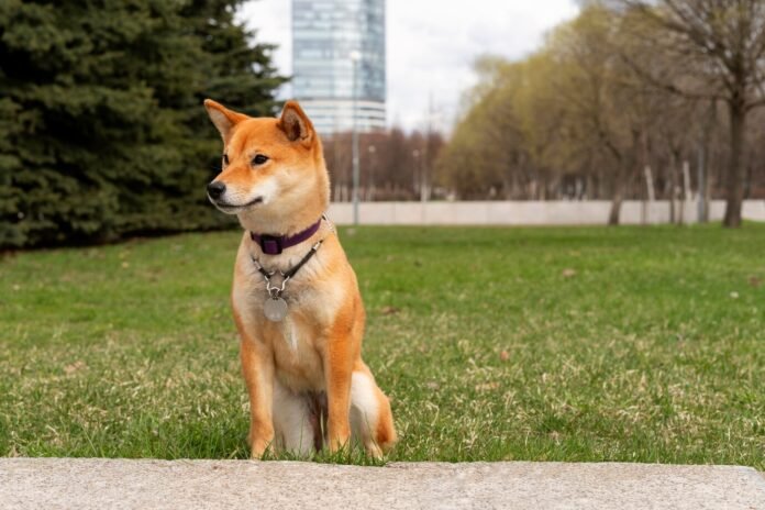 shiba inu news